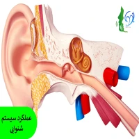 عملکرد سیستم شنوایی 2